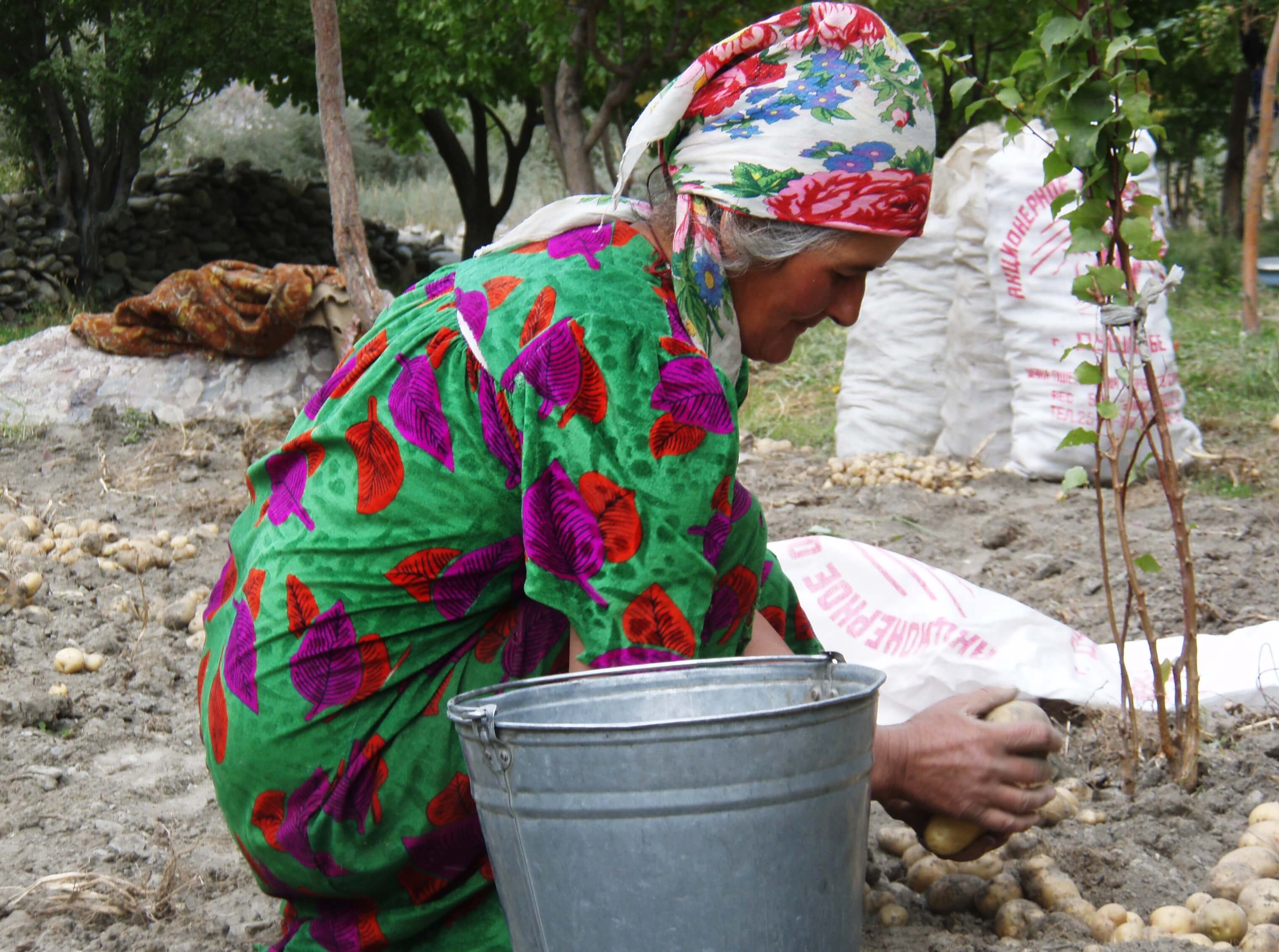tadzjikistan, oogsttijd.jpg